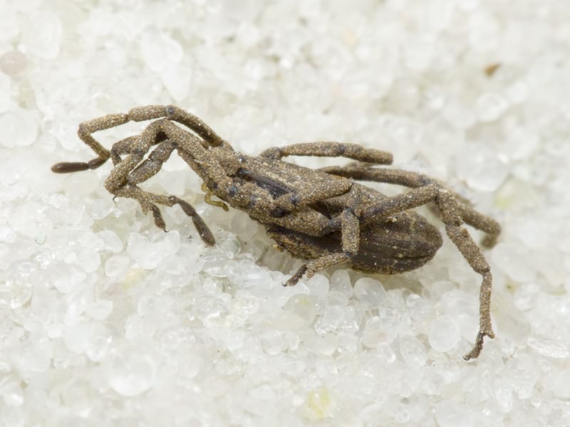 Opiliones